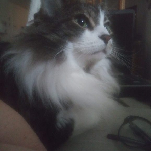 josephsmaw